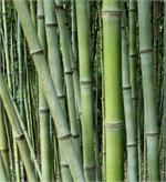 Green Dyed Bamboo Cane Stakes