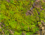 Natural Tree Moss