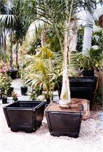 Amaroo Specimen Tree Boxes