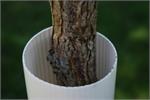Plastic Tree Trunk Protectors